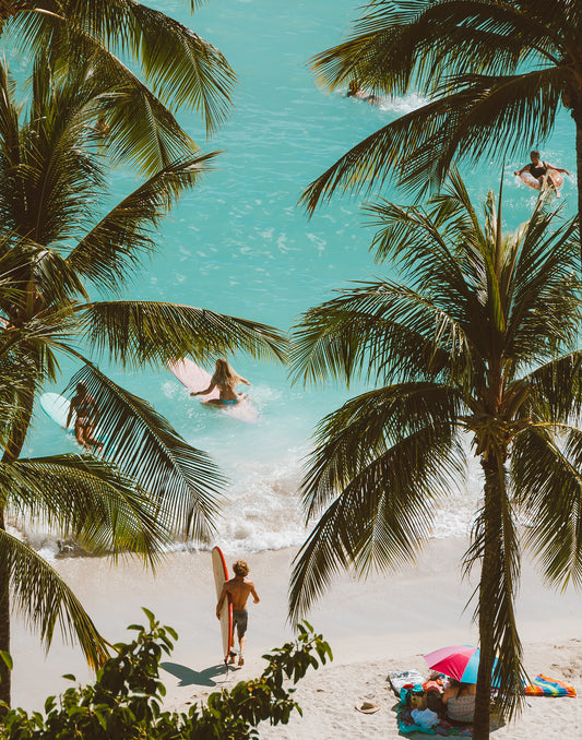 Above the Palms